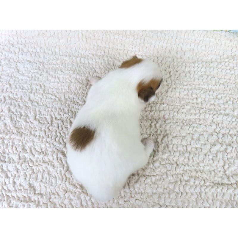 販売中の千葉県のパピヨン-435043の5枚目