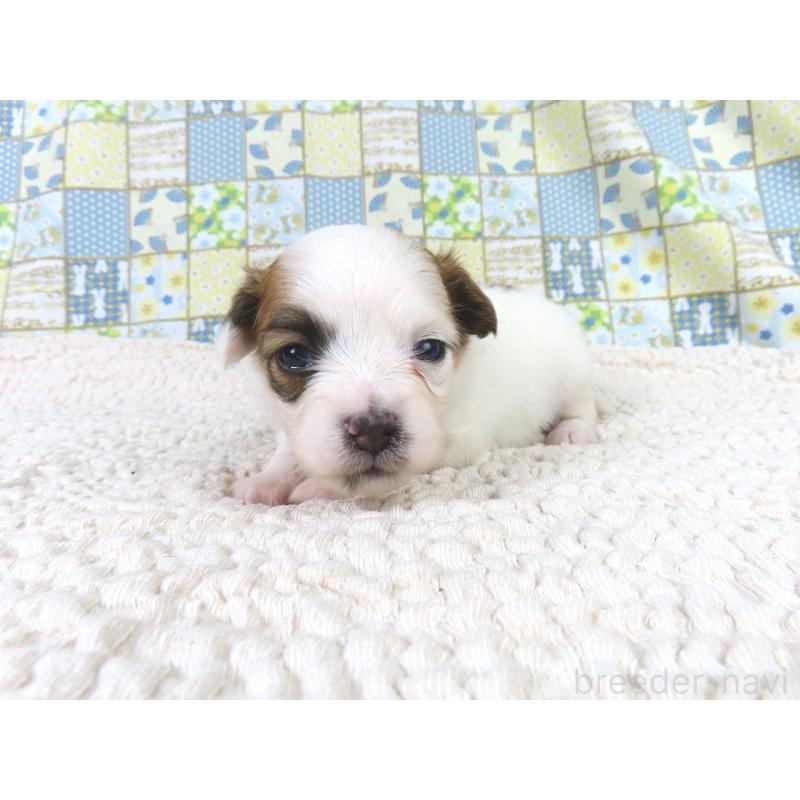 販売中の千葉県のパピヨン-435043の4枚目