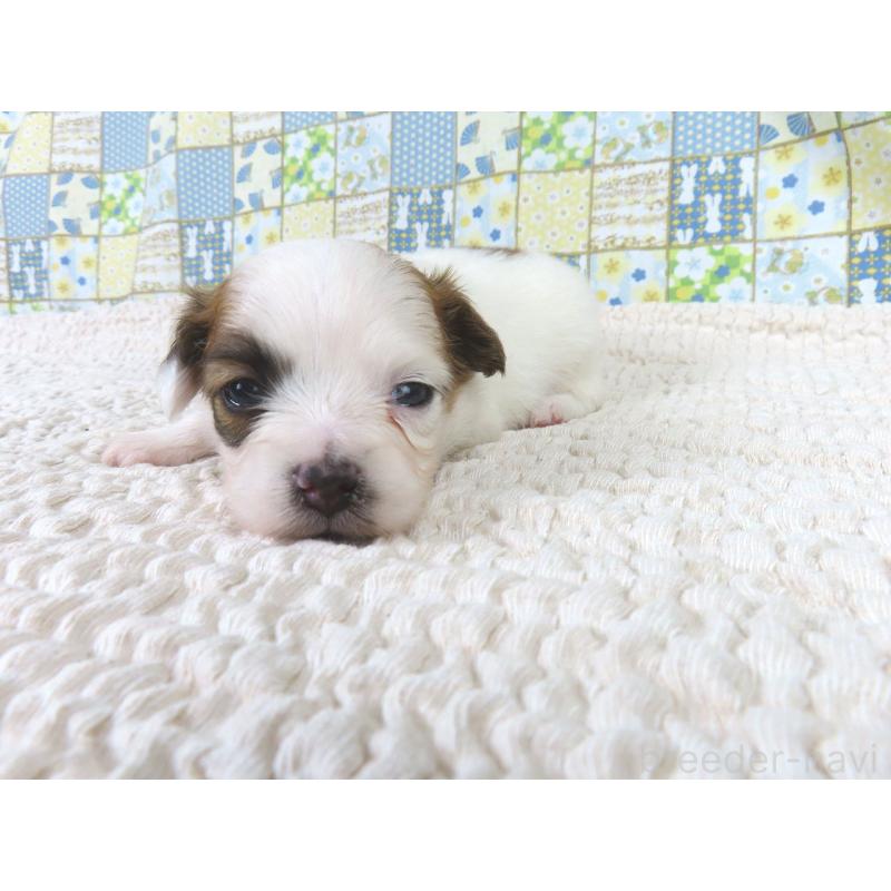 販売中の千葉県のパピヨン-435043の3枚目