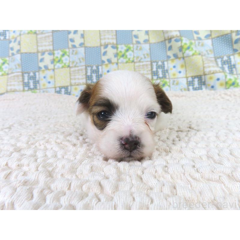 販売中の千葉県のパピヨン-435043の2枚目