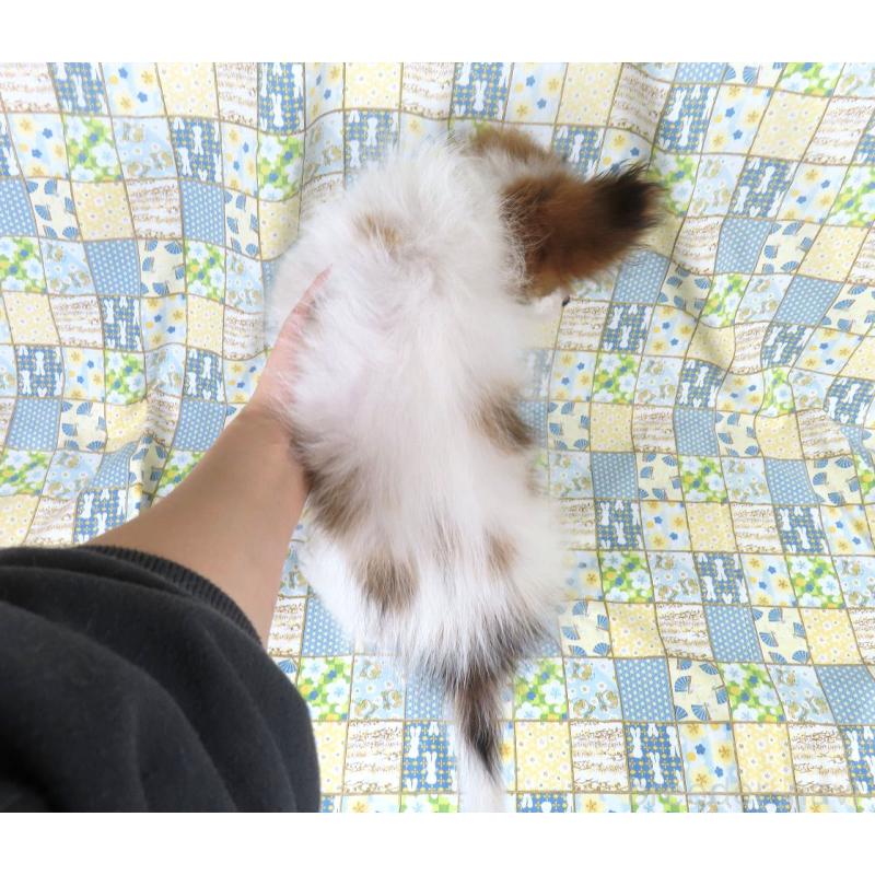 販売中の千葉県のパピヨン-422776の10枚目