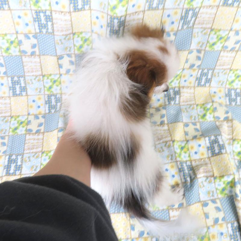 販売中の千葉県のパピヨン-422784の10枚目