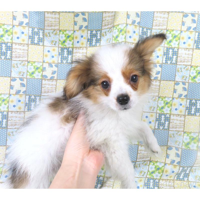 販売中の千葉県のパピヨン-422784の9枚目