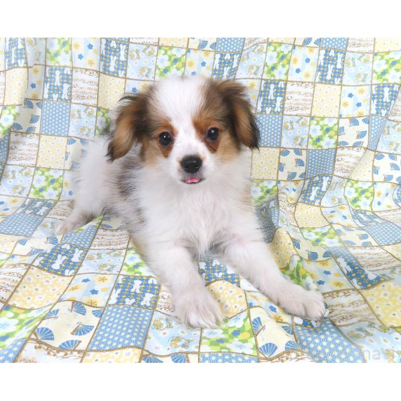 販売中の千葉県のパピヨン-422784の7枚目