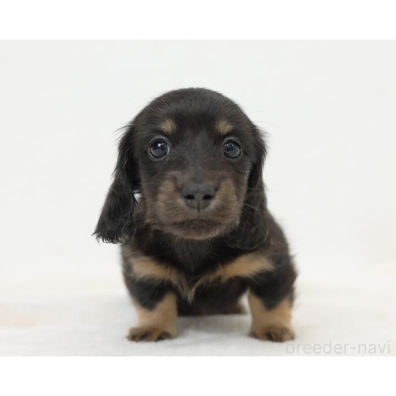 販売中の愛知県のミニチュアダックスフンド(ロングヘアード)-435044の4枚目