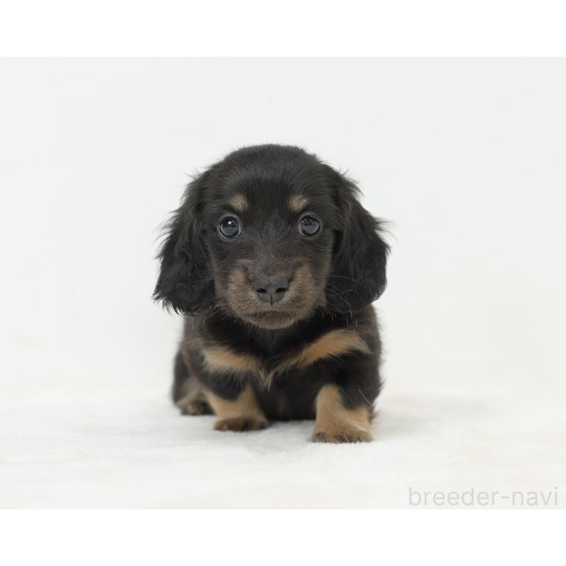 販売中の愛知県のミニチュアダックスフンド(ロングヘアード)-435044の2枚目