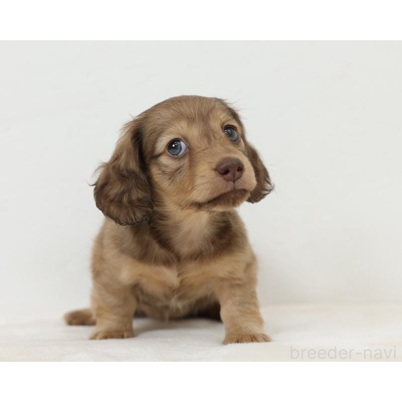 販売中の愛知県のミニチュアダックスフンド(ロングヘアード)-435045の3枚目