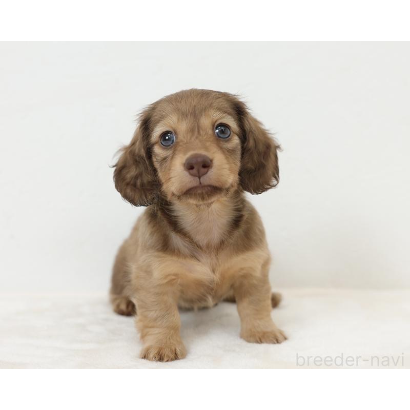 販売中の愛知県のミニチュアダックスフンド(ロングヘアード)-435045の2枚目