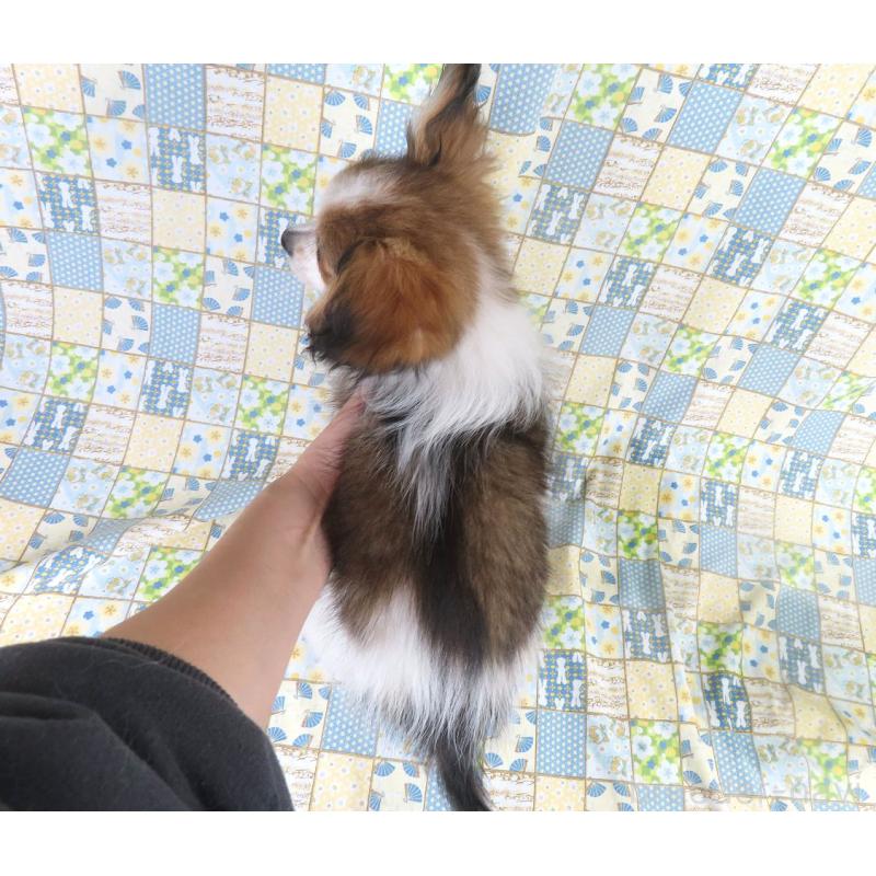 成約済の千葉県のパピヨン-423051の5枚目