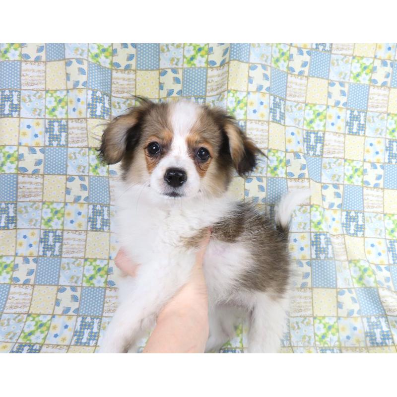 成約済の千葉県のパピヨン-423051の4枚目