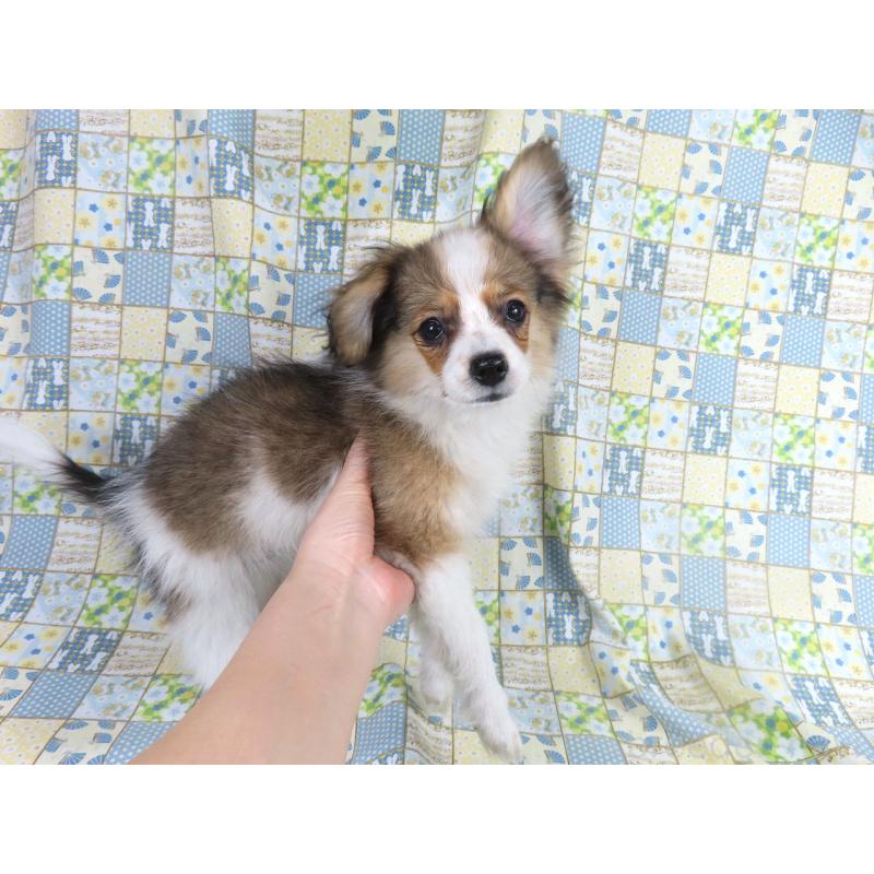 成約済の千葉県のパピヨン-423051の3枚目