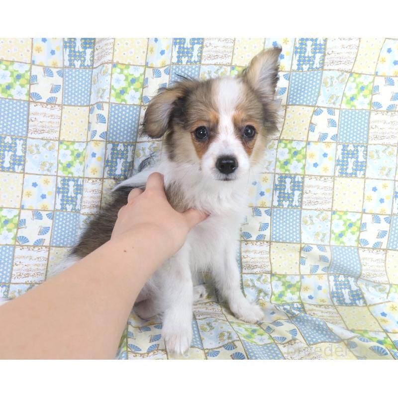 成約済の千葉県のパピヨン-423051の2枚目