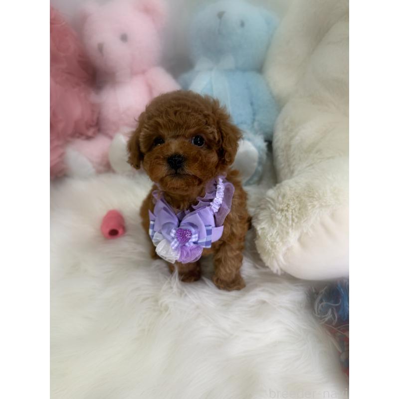 販売中の香川県のトイプードル-430498の11枚目