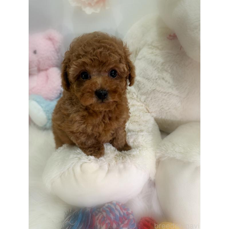 販売中の香川県のトイプードル-430498の9枚目