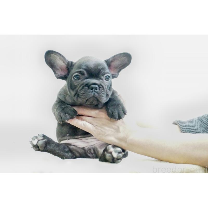販売中の東京都のフレンチブルドッグ-435046の8枚目