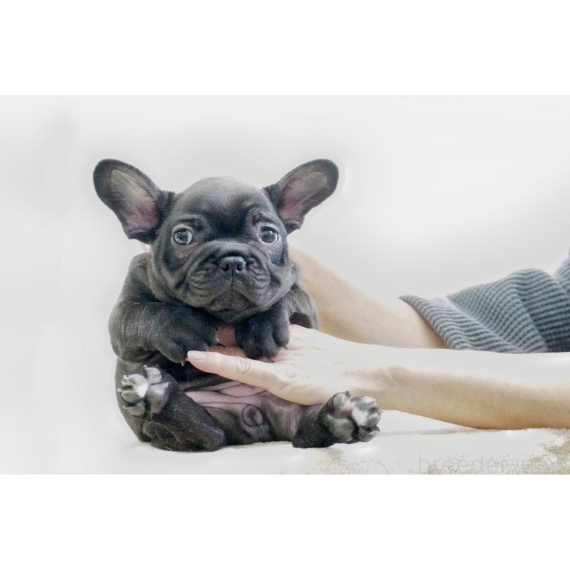 販売中の東京都のフレンチブルドッグ-435046の7枚目