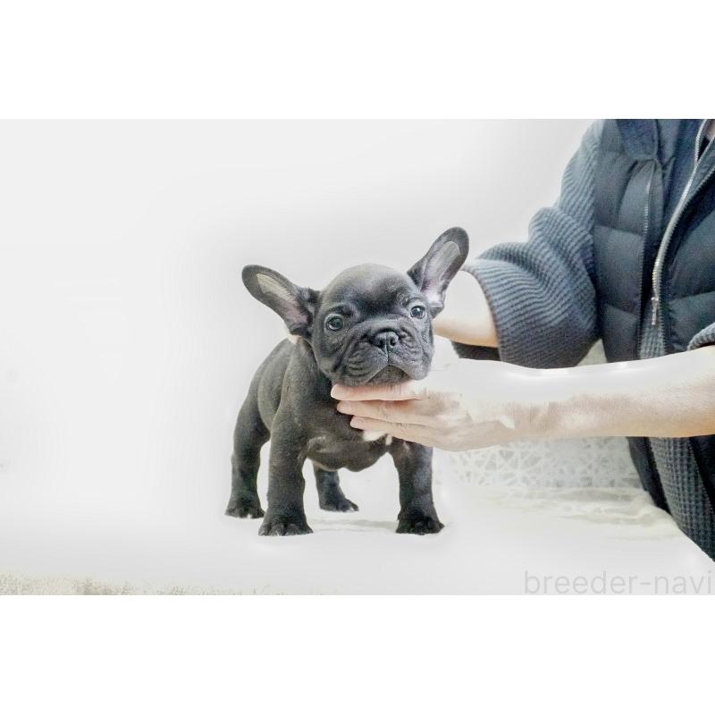 販売中の東京都のフレンチブルドッグ-435046の6枚目