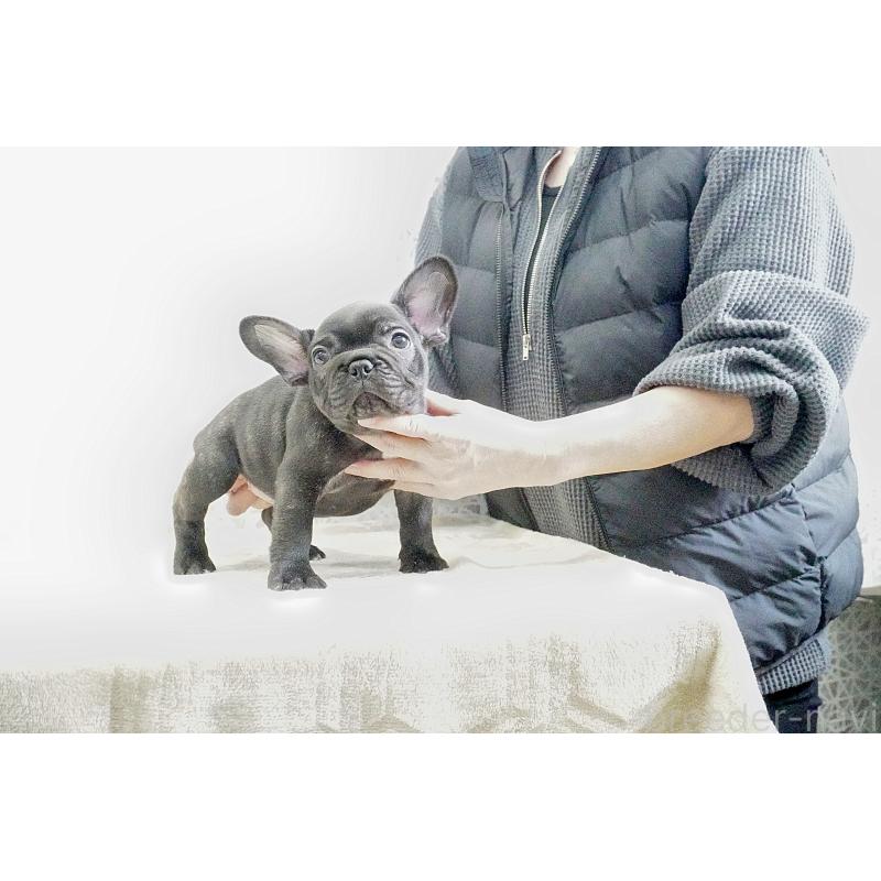 販売中の東京都のフレンチブルドッグ-435046の4枚目