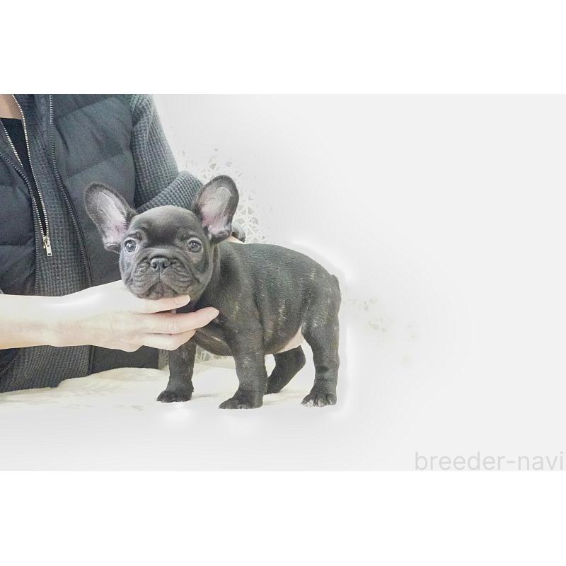 販売中の東京都のフレンチブルドッグ-435046の2枚目