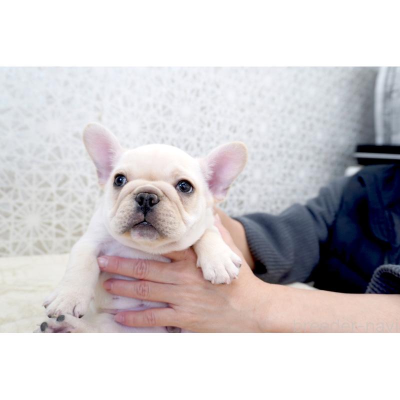 販売中の東京都のフレンチブルドッグ-435047の7枚目