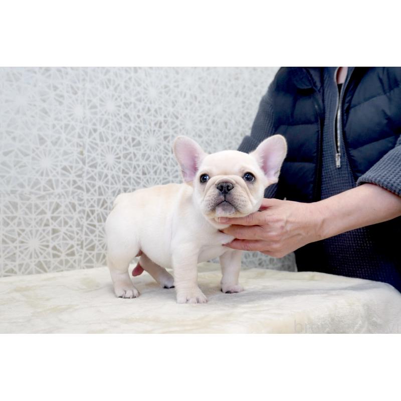 販売中の東京都のフレンチブルドッグ-435047の5枚目
