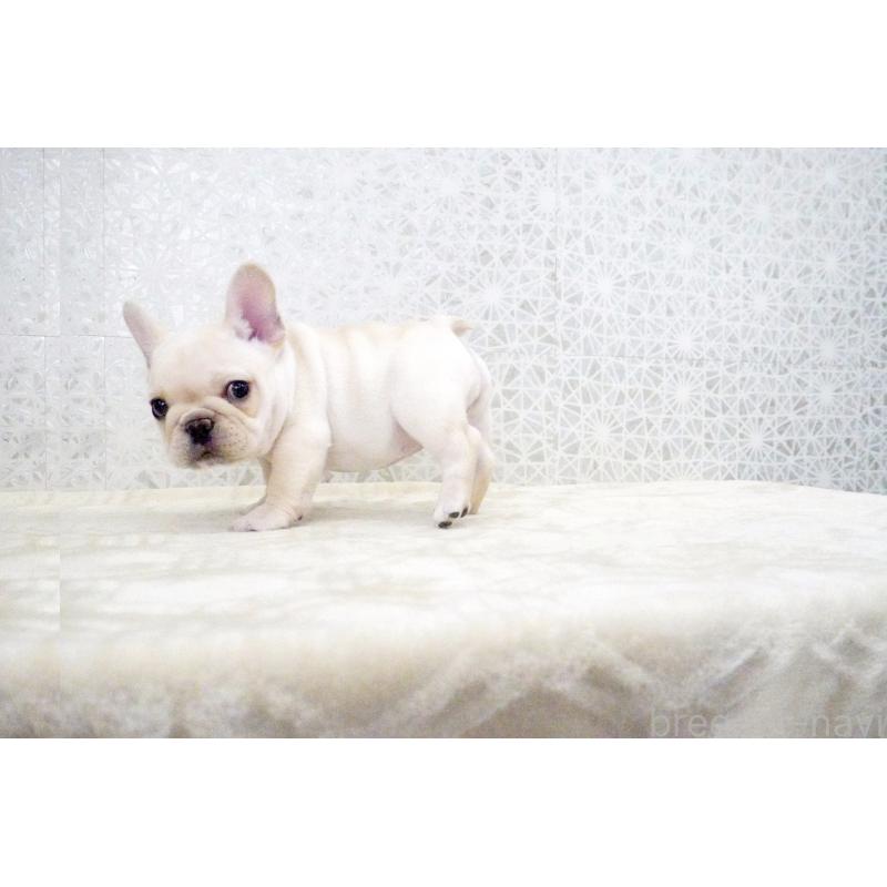 販売中の東京都のフレンチブルドッグ-435047の4枚目