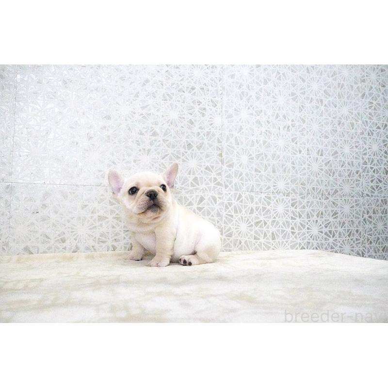 販売中の東京都のフレンチブルドッグ-435047の3枚目