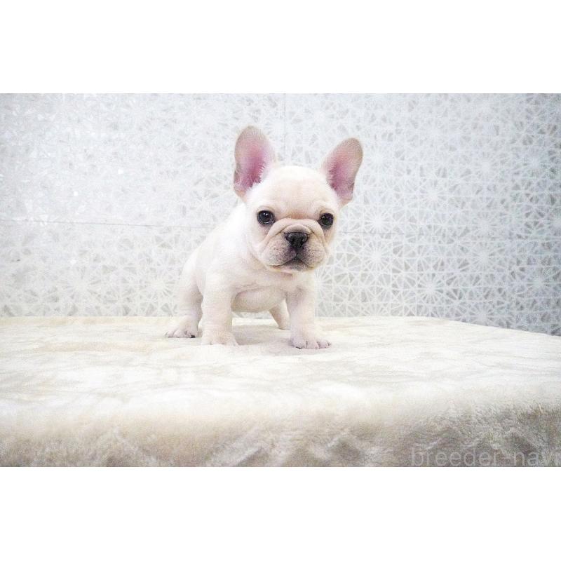 販売中の東京都のフレンチブルドッグ-435047の2枚目