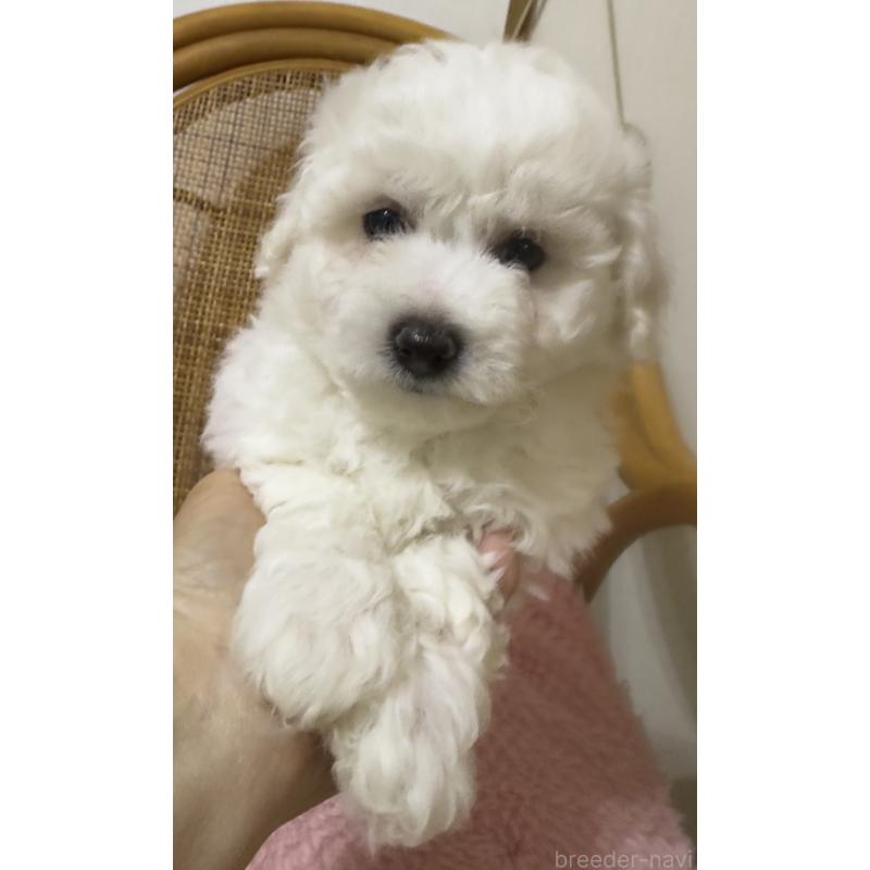 販売中の兵庫県のビションフリーゼ-424200