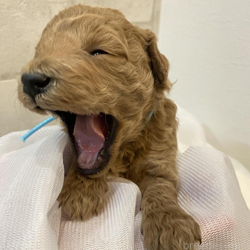 販売中の群馬県のミディアムプードル-435049の3枚目