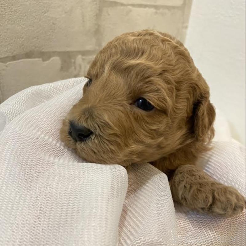 販売中の群馬県のミディアムプードル-435049の2枚目