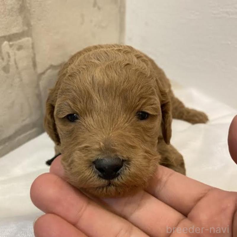 販売中の群馬県のミディアムプードル-435050