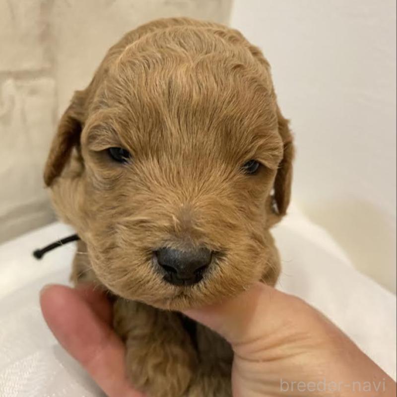 販売中の群馬県のミディアムプードル-435050の2枚目