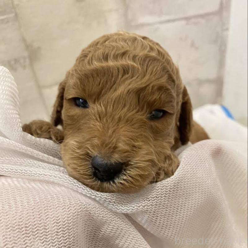 販売中の群馬県のミディアムプードル-435051