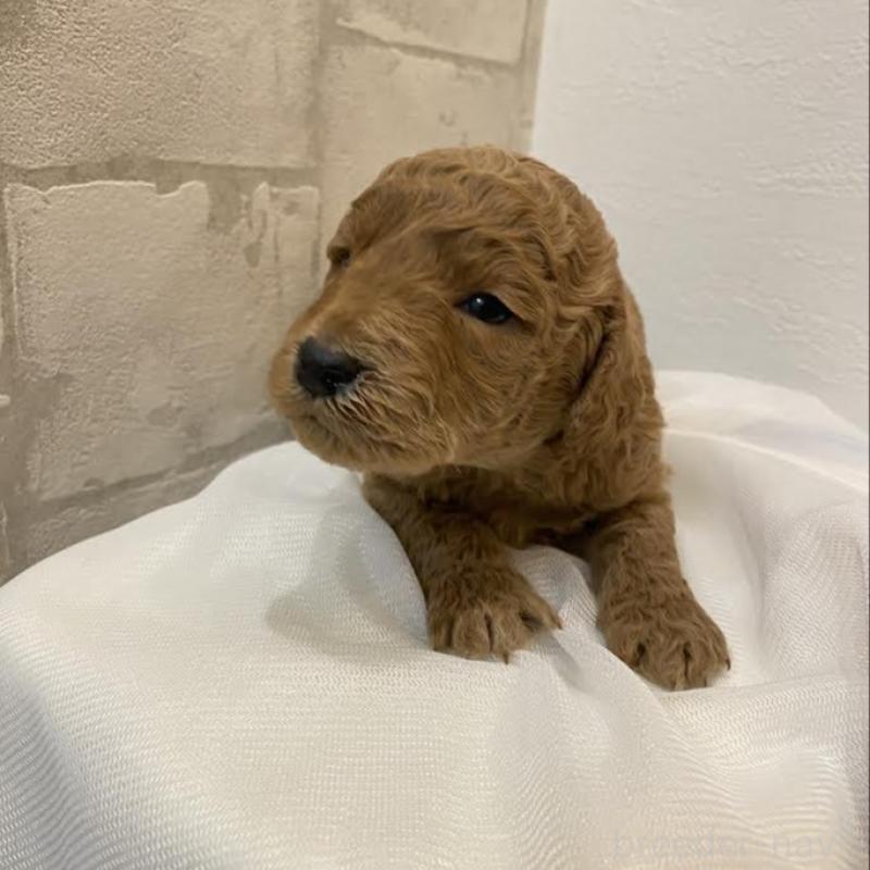 販売中の群馬県のミディアムプードル-435051の3枚目