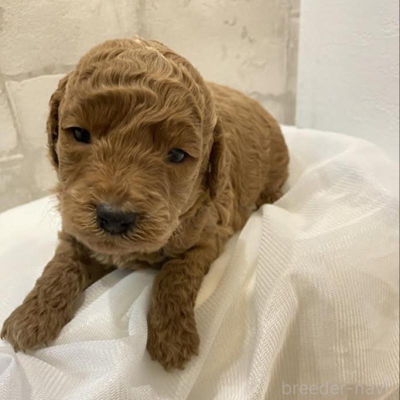 販売中の群馬県のミディアムプードル-435051の2枚目