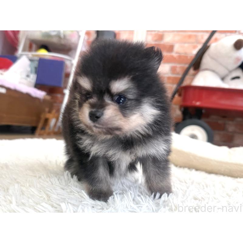 販売中の神奈川県のポメラニアン-435052の6枚目