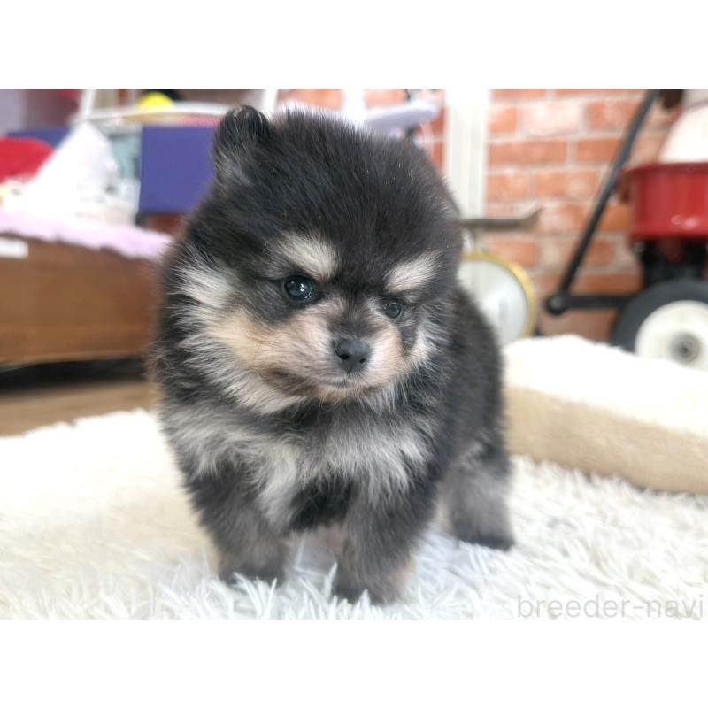 販売中の神奈川県のポメラニアン-435052の5枚目