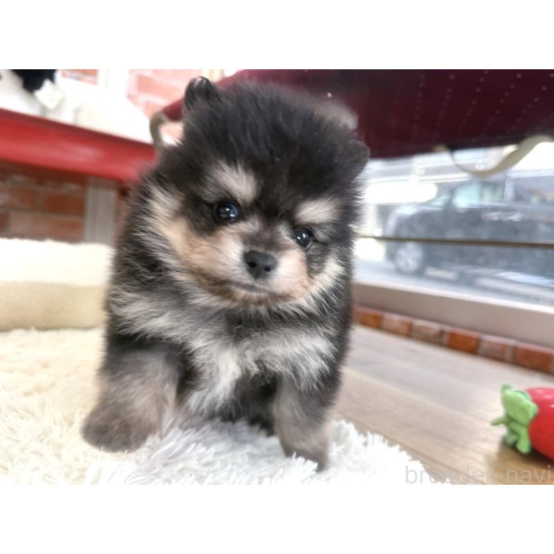 販売中の神奈川県のポメラニアン-435052の4枚目
