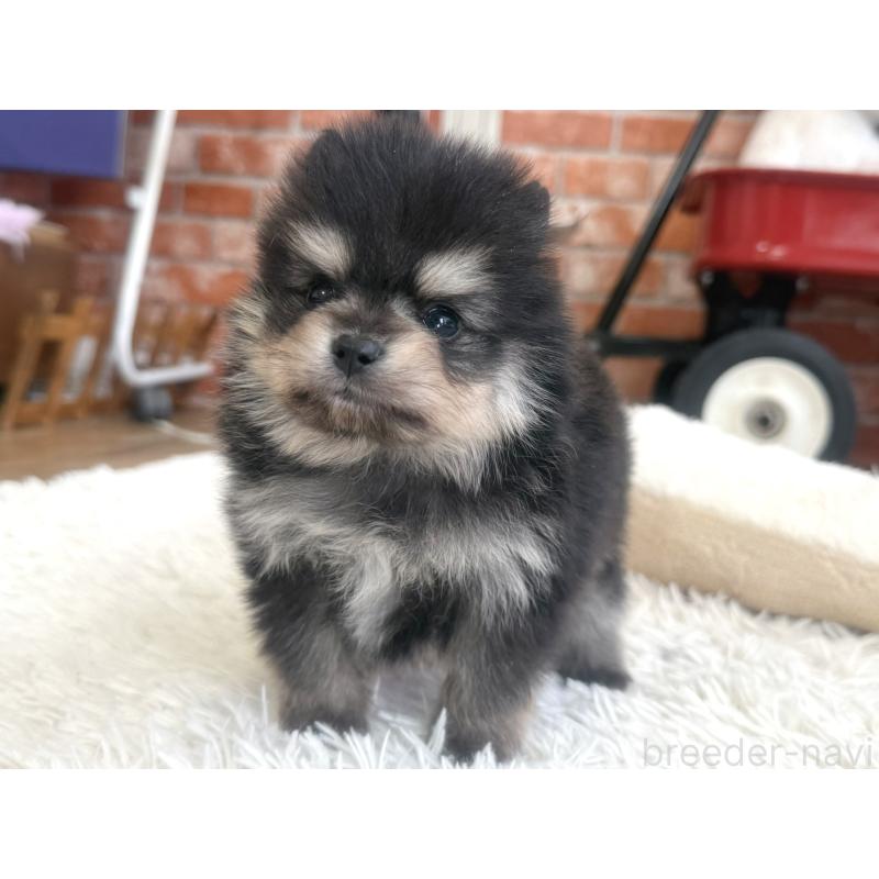 販売中の神奈川県のポメラニアン-435052の3枚目