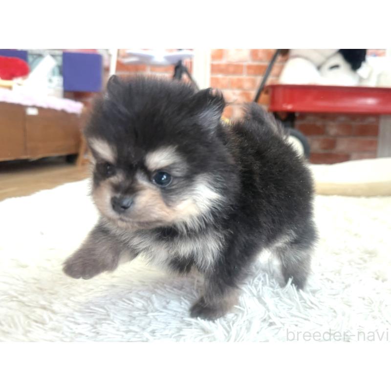 販売中の神奈川県のポメラニアン-435052の2枚目
