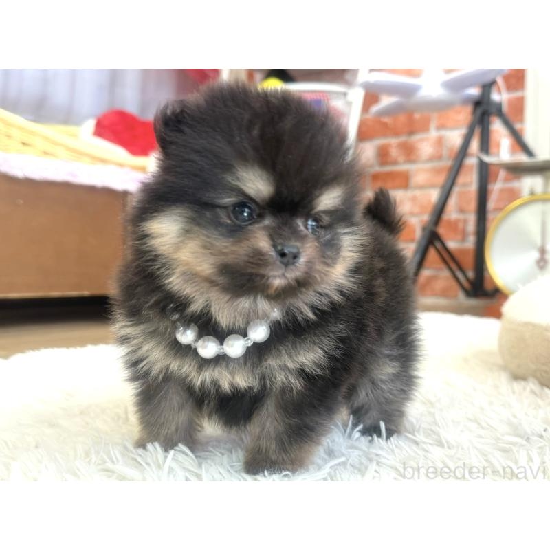 販売中の神奈川県のポメラニアン-435053の6枚目