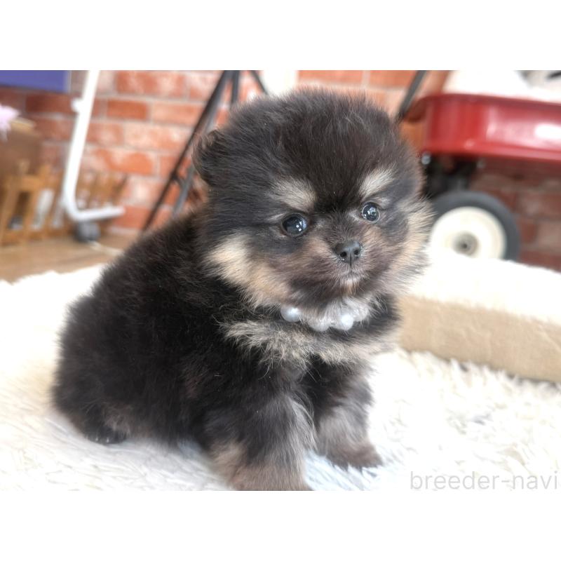 販売中の神奈川県のポメラニアン-435053の5枚目