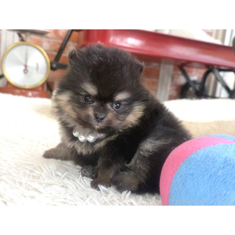 販売中の神奈川県のポメラニアン-435053の4枚目