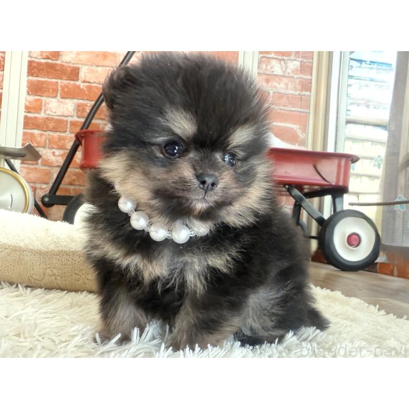 販売中の神奈川県のポメラニアン-435053の3枚目