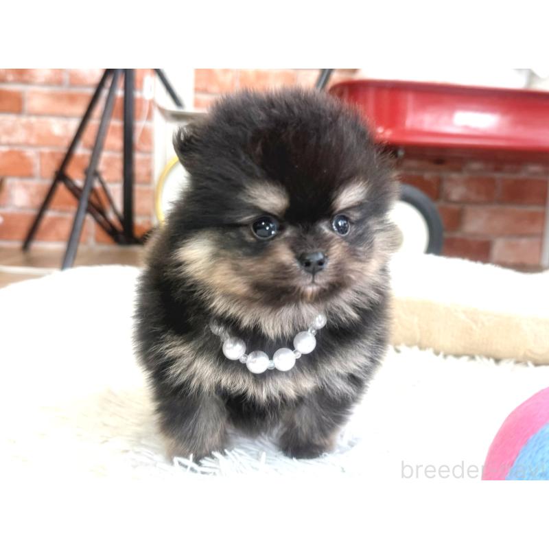 販売中の神奈川県のポメラニアン-435053の2枚目