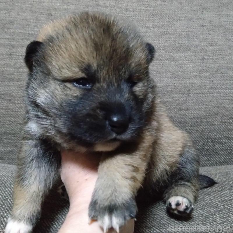 販売中の京都府の四国犬-435054