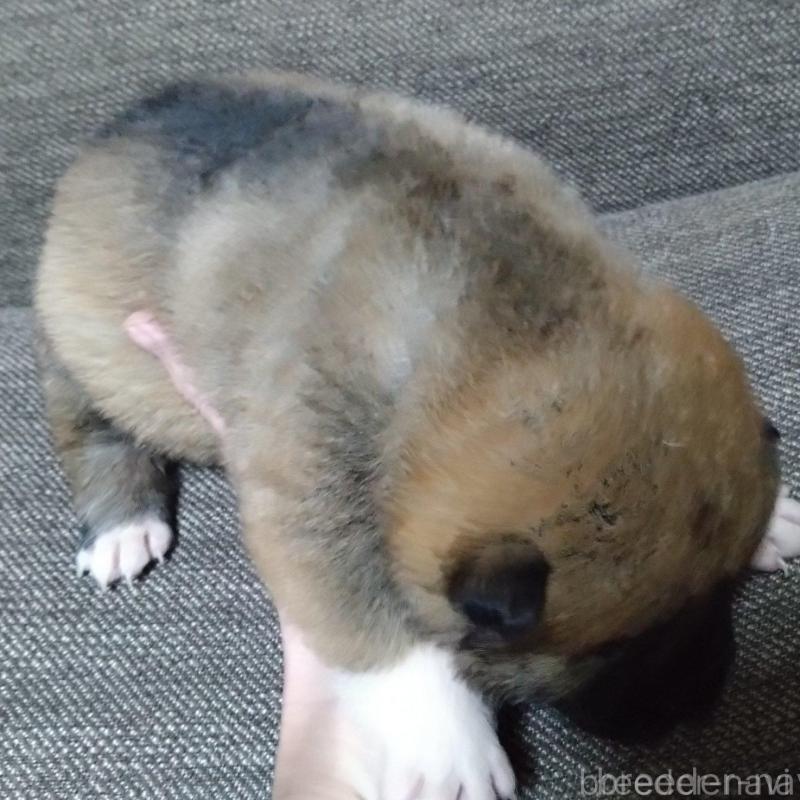 販売中の京都府の四国犬-435055の4枚目