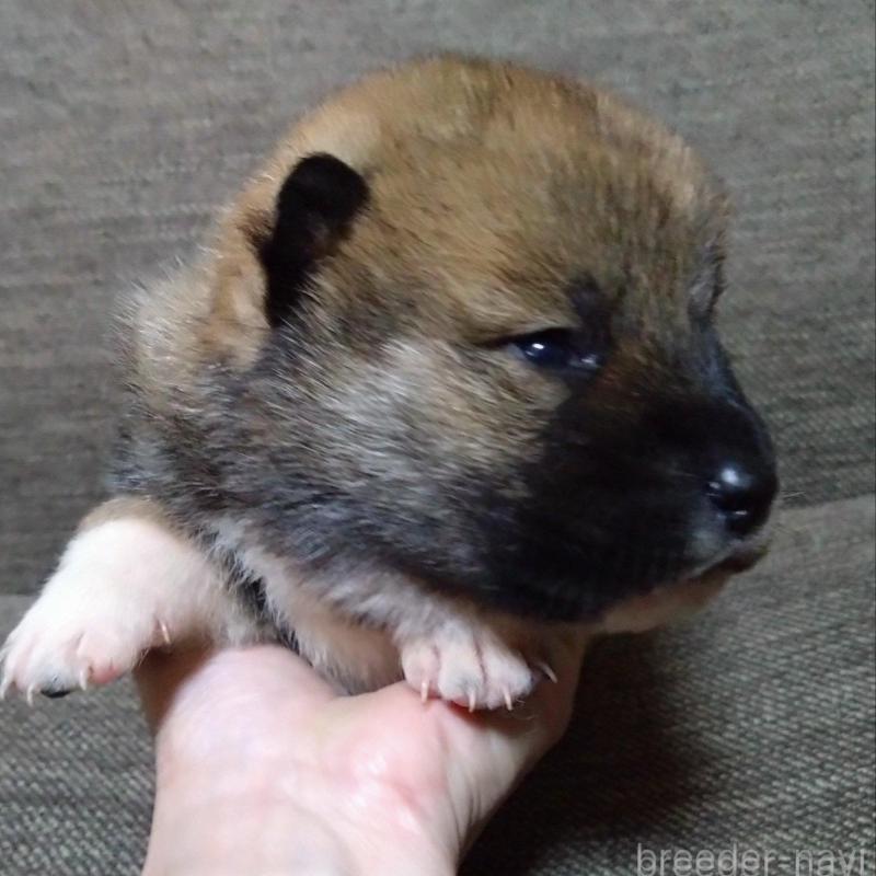 販売中の京都府の四国犬-435055の3枚目