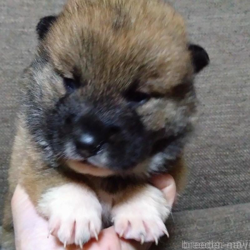 販売中の京都府の四国犬-435055の2枚目